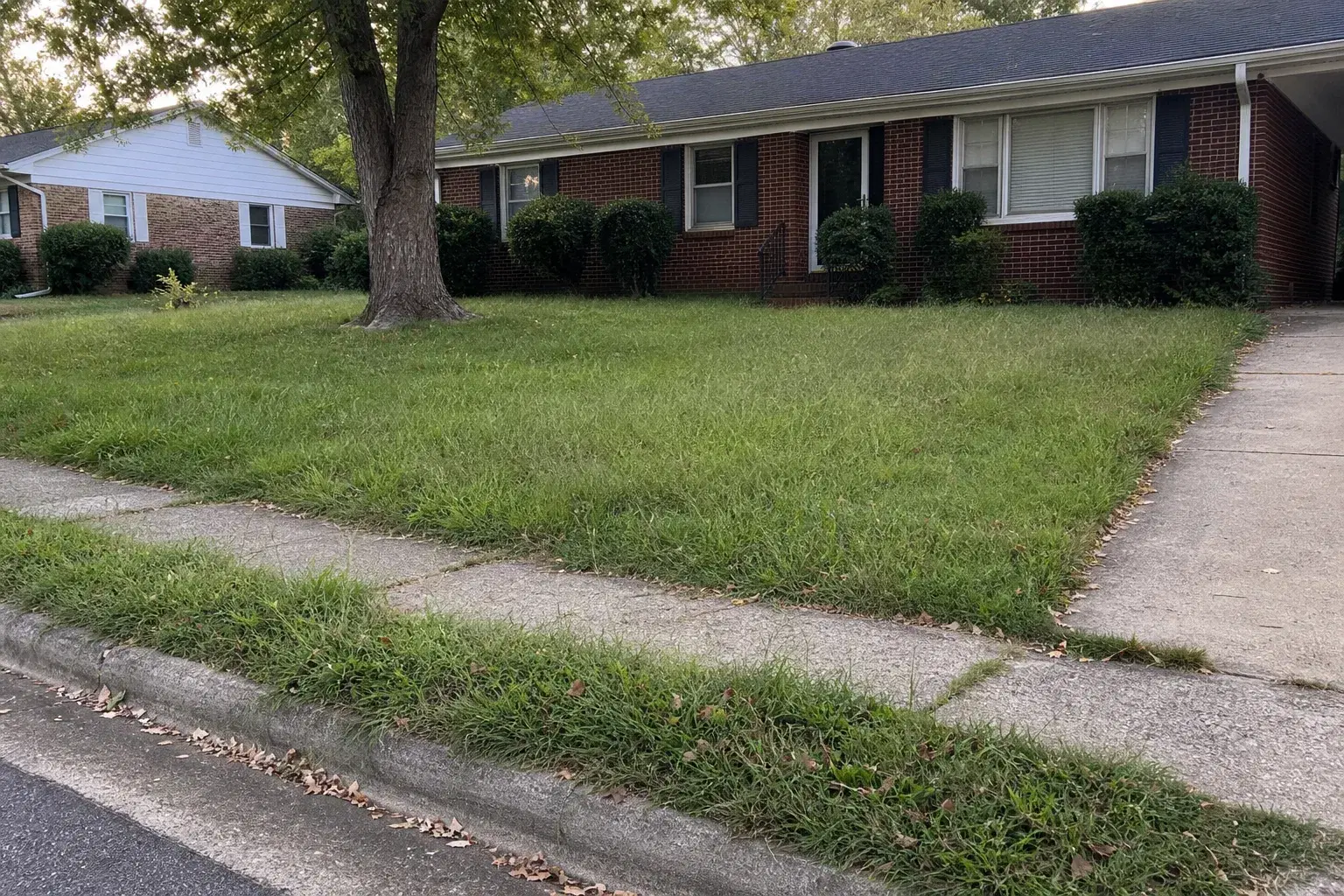 Suburban front lawn with long uneven grass and overgrown sidewalk edges before service